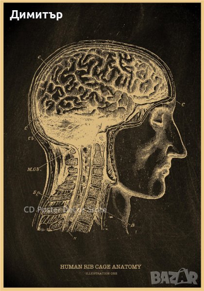 Постер постери плакат 42x28.5cm мозък, снимка 1