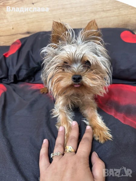 Мини Йорки, снимка 1