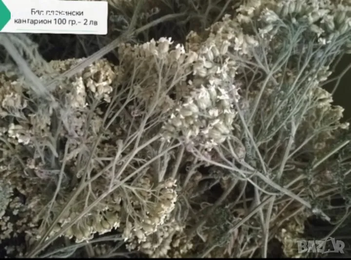 Бял кантарион, снимка 1