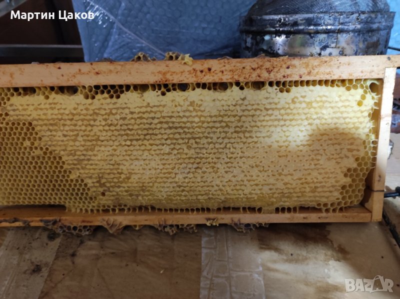 Пчелни пити с липов мед , снимка 1