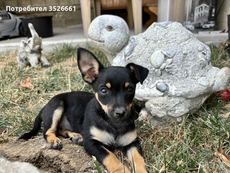 пинчер, снимка 1