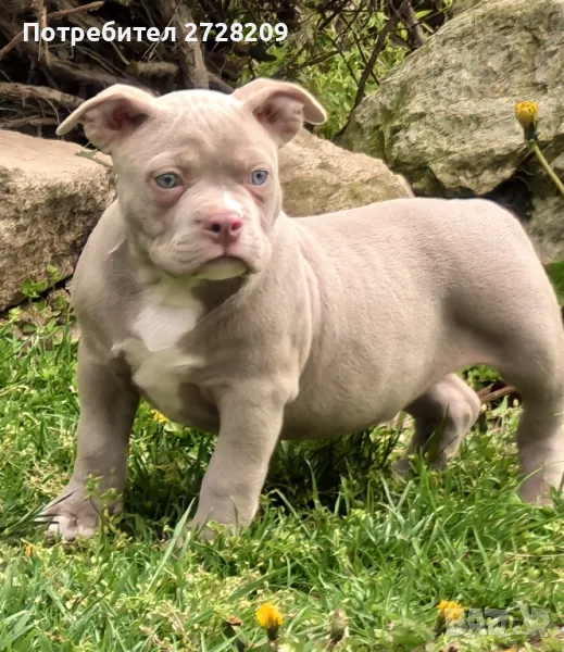 Американско Були Покек/American Bully Pocket , снимка 1