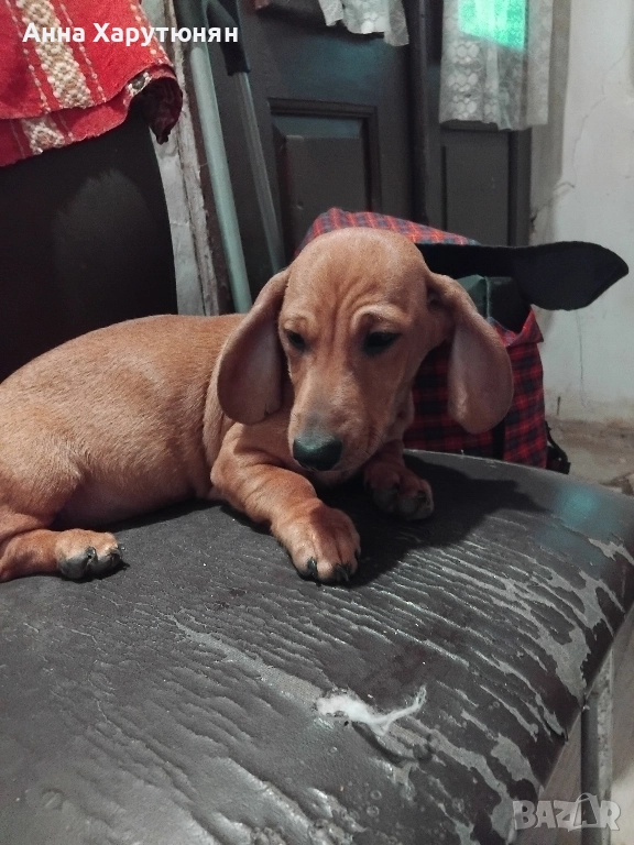 продавам две дакелчета , снимка 1