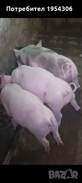 Свободни малки прасета, снимка 1