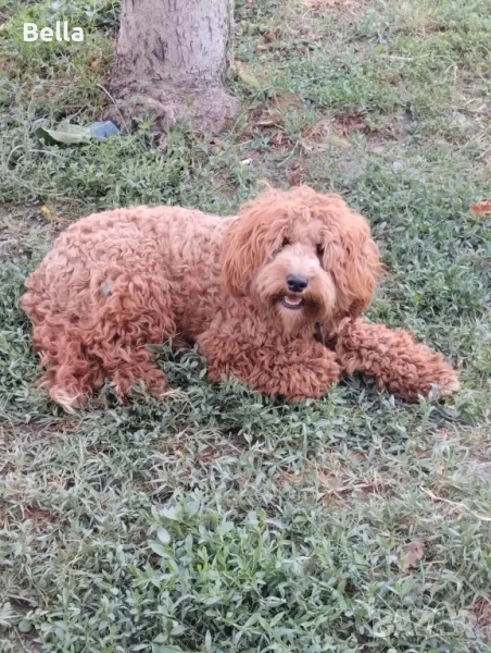 Кавапу, снимка 1