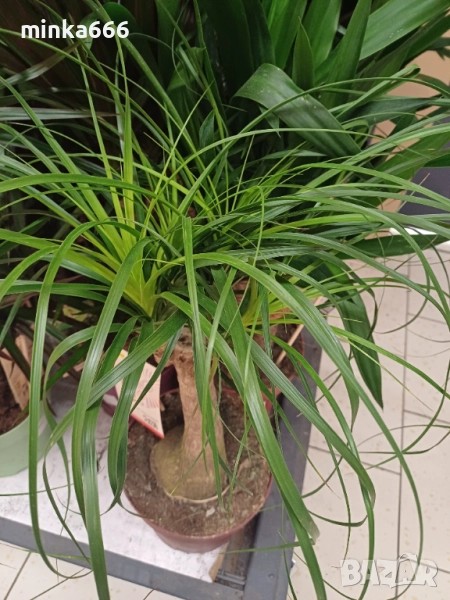 Нолина, снимка 1