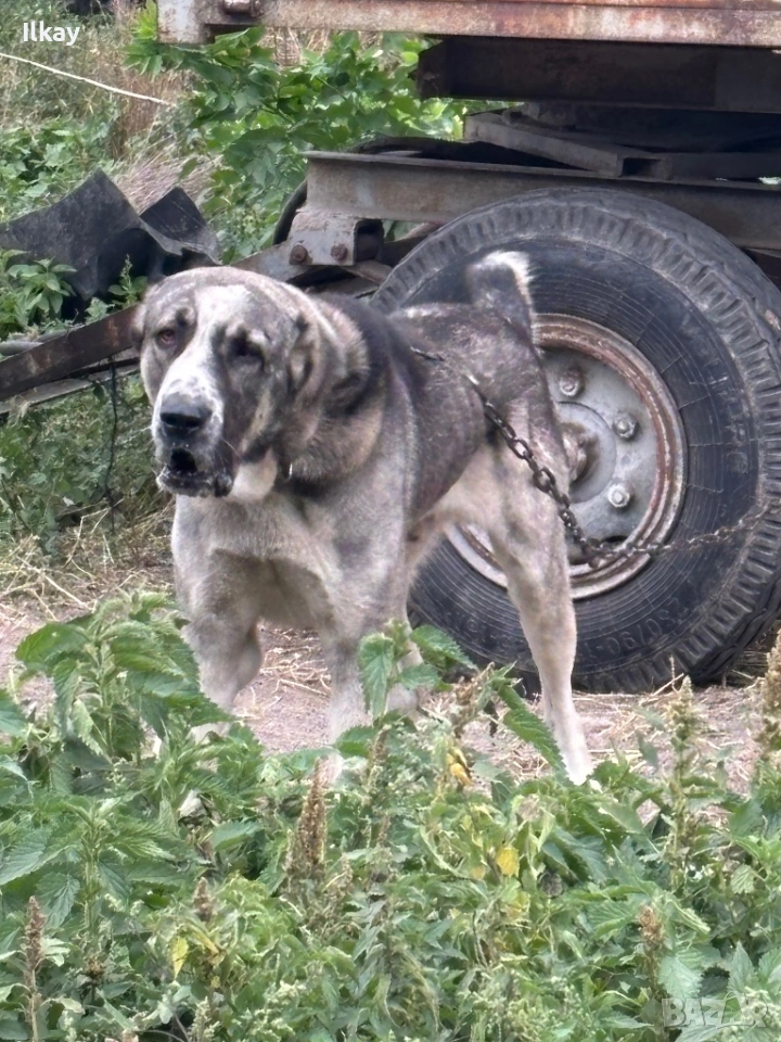 Кавказки Вълкодав, снимка 1