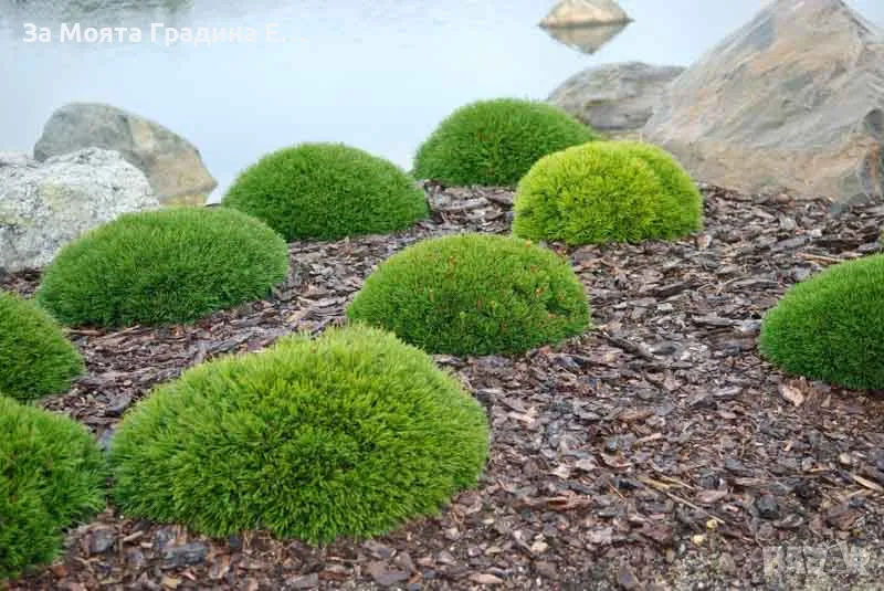 Клек - Pinus mugo pumilio, снимка 1