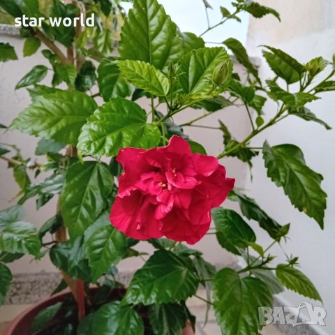Продава китайска роза, снимка 3 - Стайни растения - 42449718