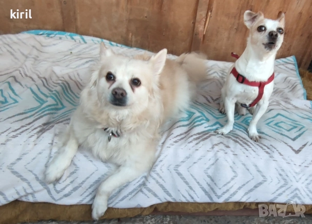 Хотел за кучета - Игри на воля , снимка 7 - Други услуги - 52645884