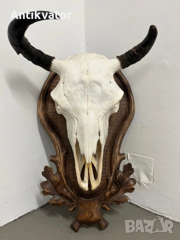 Трофей от бизон с дърворезбована поставка, снимка 7 - Декорация за дома - 54346300