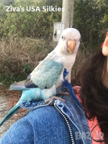 Много социален папагал монах с много голяма клетка, снимка 1