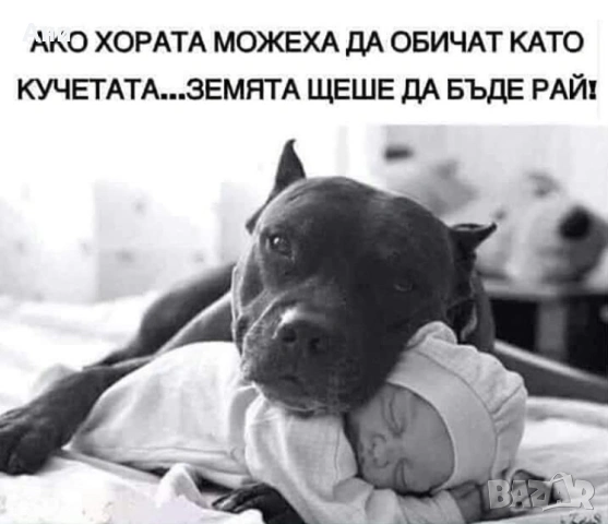 ШЕПИЧКА ЛЮБОВ, снимка 9 - Померан - 54100261