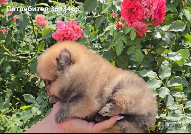 Миниатюрен женски оранжав померан 