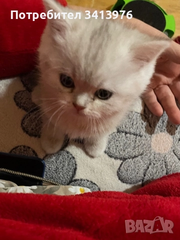 Сребърни принцеси, снимка 4 - Британска късокосместа - 52682306