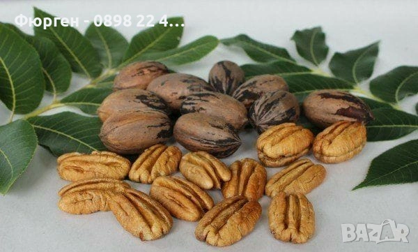  Орех Пекан - Фиданки 