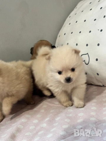 Померан , снимка 3 - Померан - 54160034