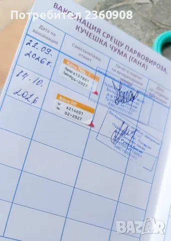 Померан, померанче , снимка 17 - Померан - 56215537
