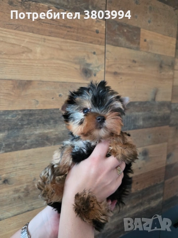 Чистокръвно Мини момиченце, снимка 13 - Йоркширски териер - 54243156
