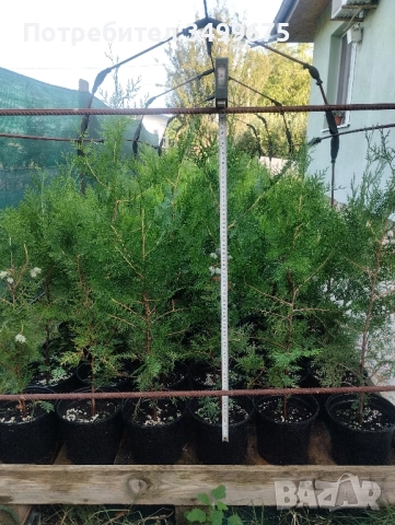 ТУЯ, снимка 3 - Градински цветя и растения - 49683222