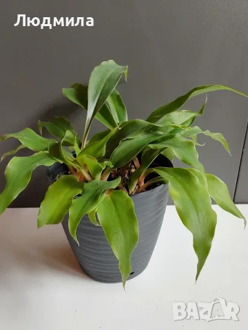 Хлорофитум Оранж Грин расад/Chlorophytum Orange Grimm, снимка 2 - Стайни растения - 51605298