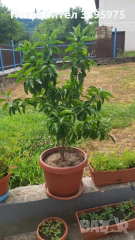 Лимоново дърво, снимка 5 - Градински цветя и растения - 51359235