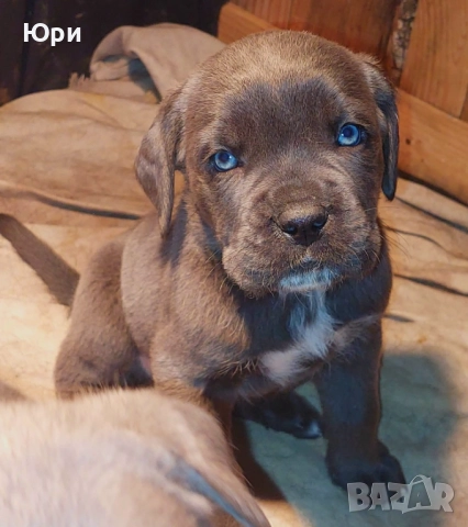 Кане корсо, снимка 5 - Кане корсо - 52392849