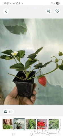 Ягоди в саксая, снимка 7 - Градински цветя и растения - 54190234