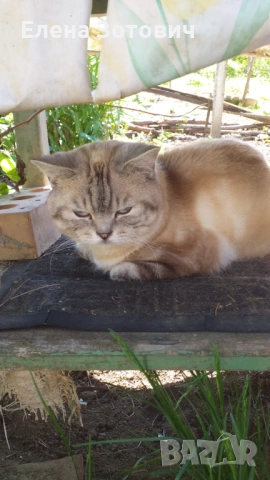 Шотландски котенца , снимка 17 - Други - 54288216