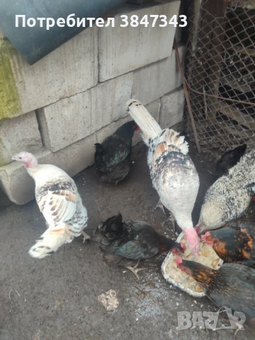 Млади пуйки, снимка 3 - други­ - 53121971