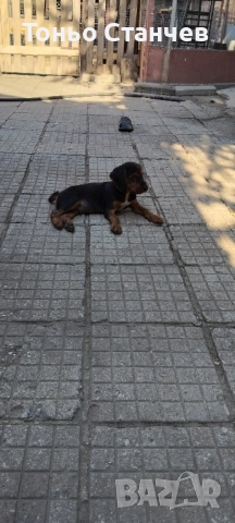 продавам западно сибирски лайки, снимка 1