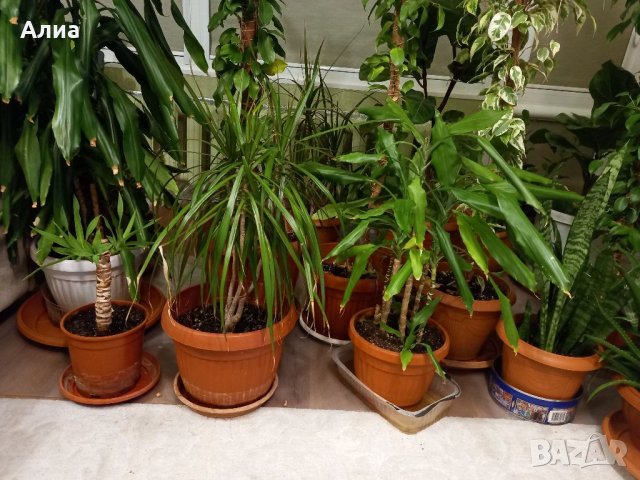 Драцена с 10 стебла, снимка 7 - Стайни растения - 30132174