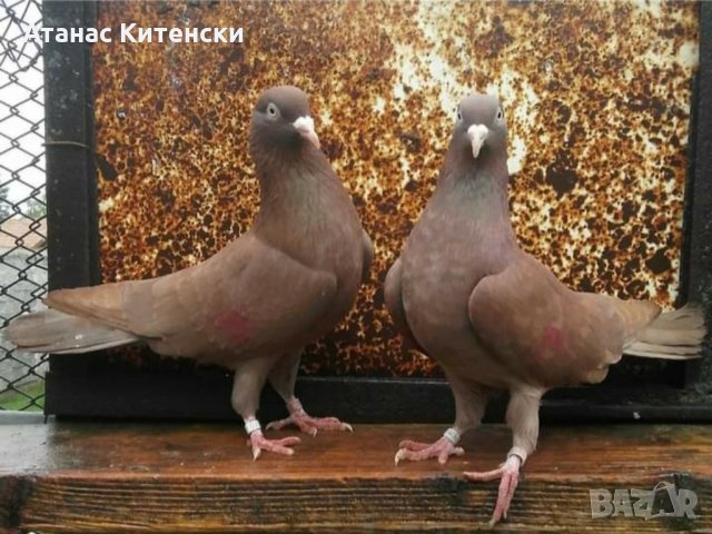 Пазарджишки гълаби, снимка 1 - Гълъби - 33845813