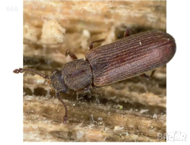 Спрей за унищожаване на дървесни червеи (500 мл, бледожълта течност), снимка 5 - Други стоки за дома - 53287902