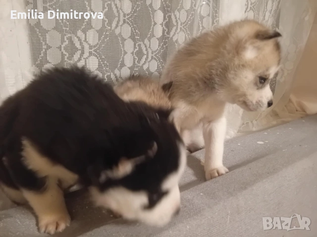 продавам хъскита кучете, снимка 2 - Хъски - 53236382