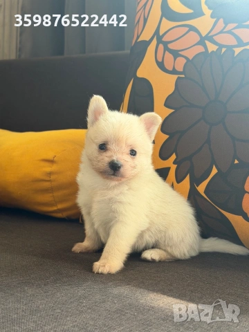 Померанче, снимка 3 - Померан - 54146295