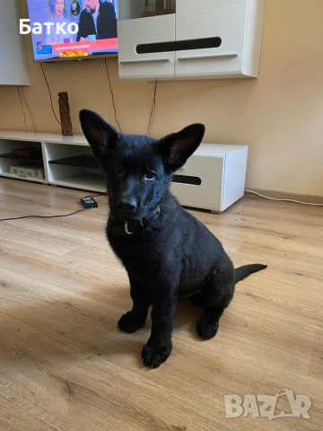 Източно Европейска овчарка, снимка 6 - Немска овчарка - 54163639