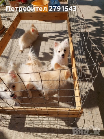 померан шпиц, снимка 1