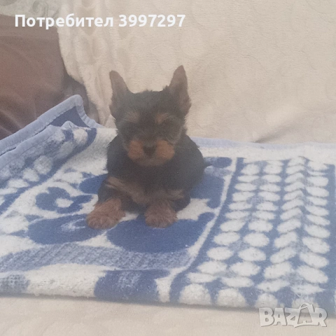 Вече с първа ваксина четири мъжки и едно женско, снимка 6 - Йоркширски териер - 54141953