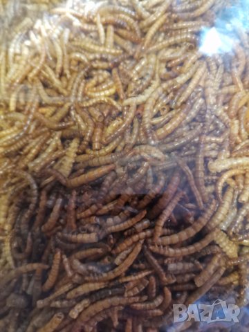 Сушен брашнян червей, снимка 1 - Други стоки за животни - 33956053