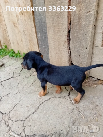 Продавам гонче