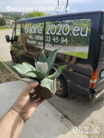 Агаве Американа Блу, снимка 3 - Разсади - 51161293