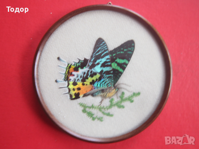 Уникална бразилска арт картина изкуство пеперуда 3, снимка 6 - Картини - 36578140