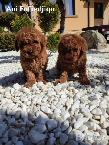 Пудел Той/Toy Poodle