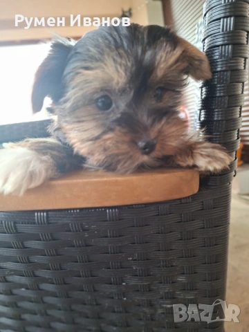 ​"Малко бижу! Женско Йорки с две ваксини търси своя нов дом 🐾", снимка 3 - Йоркширски териер - 54130876