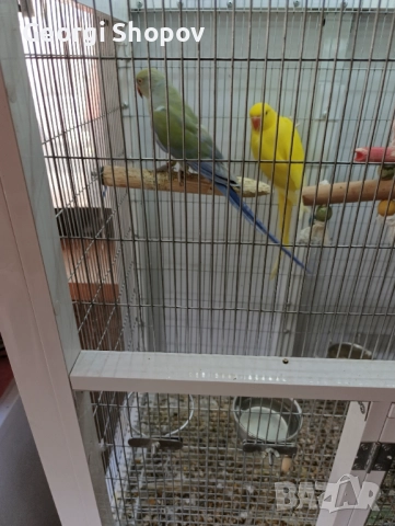 Малък александър, снимка 1