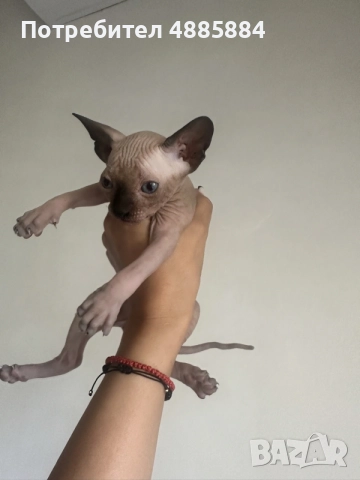 котенца канадски сфинкс женски и мъжки, снимка 6 - Сфинксове - 55772812