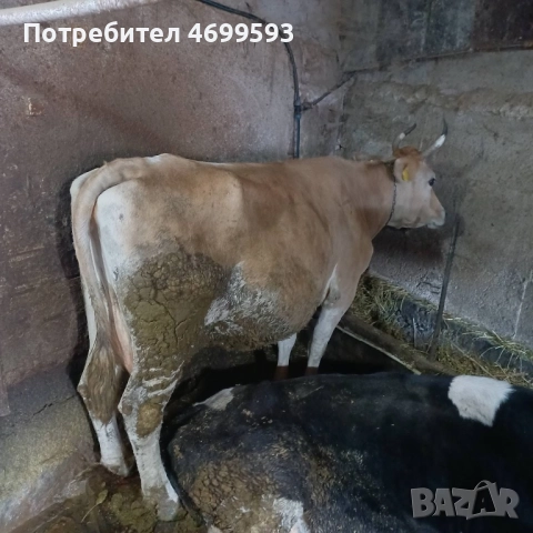 Крава - порода Джерсей (Жарсе), снимка 2 - Крави - 52976676