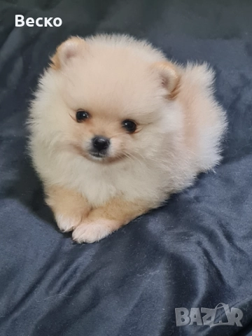 Померан мини мъжко , снимка 6 - Померан - 52932515