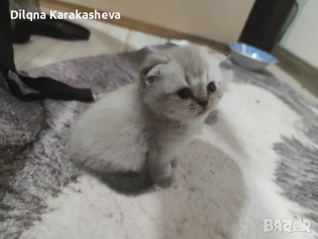 Британски и шотландски клепоухи и правоухи , снимка 2 - Британска късокосместа - 55977031
